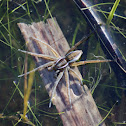 Six-spotted Fishing Spider