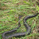 African rock python