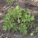 Greater celandine