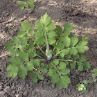 Greater celandine