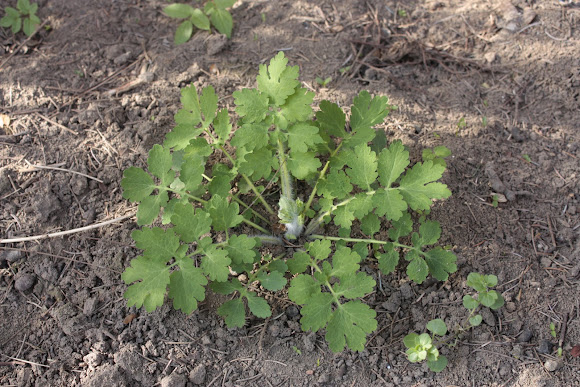Spotting Image 1