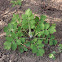 Greater celandine