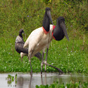 Jabiru