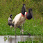 Jabiru