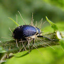 Cordyceps fungus