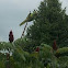 Rose-ringed Parakeet