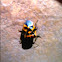 Harlequin bug
