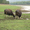 Gaur
