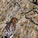 Red-shouldered Hawk