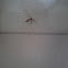 Mosquito