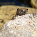 California Tree Frog