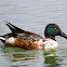Northern Shoveler (Eclipse Plumage)