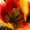 Tulip