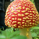 hongo rojo, amanita