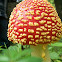hongo rojo, amanita