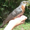 Red-Chested Cuckoo
