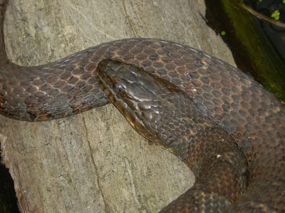 Spotting Image 1