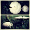 Meadow Mushroom