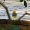 Prothonotary Warbler