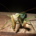 Giant Asian Mantis