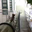Prey mantis