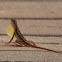 Fan-Throated Lizard