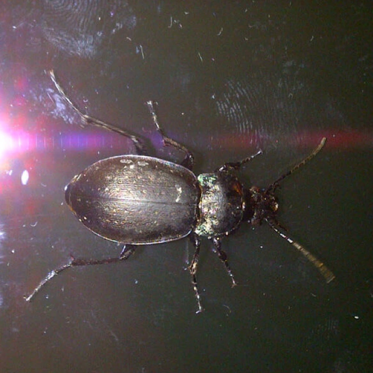 Ground beetle