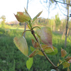 Black Poplar