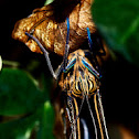 Caligo Atreus