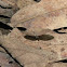 Nymphalid Butterfly