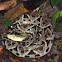 Fer-de-Lance