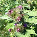 Lesser Burdock
