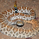 Western Diamond-backed Rattlesnake