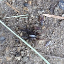 Wolf spider