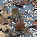 Chipmunks