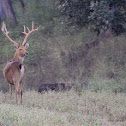 Barasingha