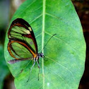 Glasswinged Butterfly