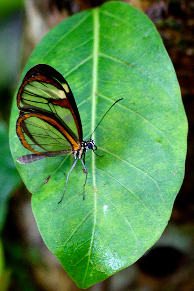 Spotting Image 1