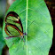 Glasswinged Butterfly