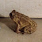 Southern toad