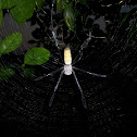 Golden orb-web spider