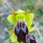 Dark Bee Orchid