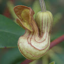 Dutchman's Pipe Vine