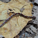 Red milk snake