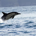 Short-beaked common dolphin
