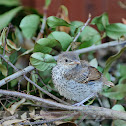 Brown Thrasher Birdling