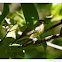 Philadelphia Vireo