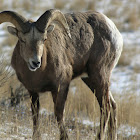 Bighorn Sheep