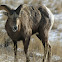 Bighorn Sheep