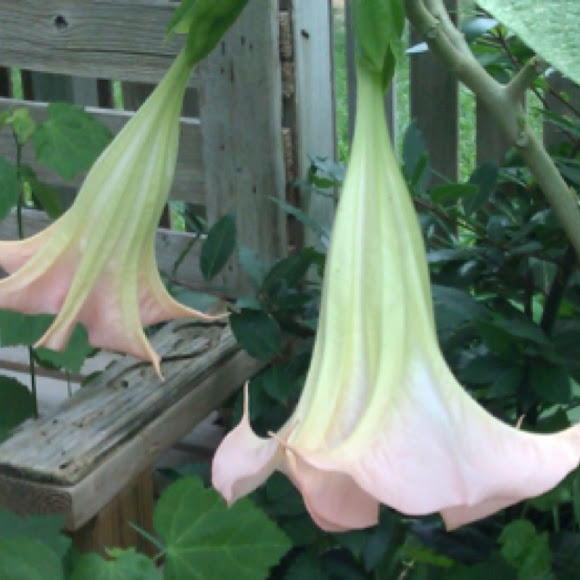 Spotting Image 1